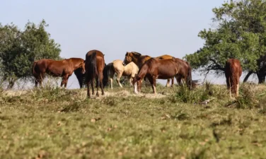 Três pessoas tiveram encefalite equina venezuelana no AM, diz Fiocruz