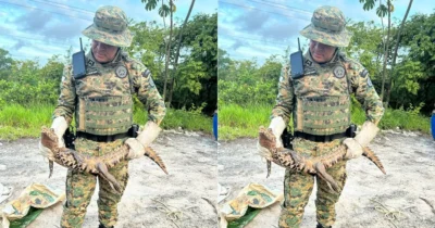 Jacaré-anão prestes a ser comercializado de forma ilegal é resgatado no subúrbio de Salvador