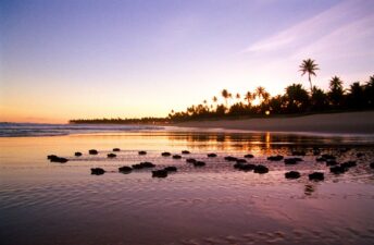 Temporada de tartarugas marinhas 2025/2026 começa no Litoral Norte da Bahia e especialistas alertam para cuidados