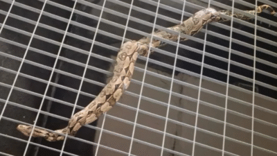 Polícia resgata jiboia encontrada em estação de metrô de Salvador